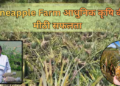 भारत के Pineapple Farm में आधुनिक खेती तकनीक से उगते स्वस्थ अनानास पौधे और तैयार फल