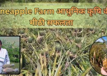 भारत के Pineapple Farm में आधुनिक खेती तकनीक से उगते स्वस्थ अनानास पौधे और तैयार फल
