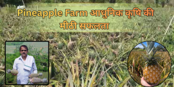 भारत के Pineapple Farm में आधुनिक खेती तकनीक से उगते स्वस्थ अनानास पौधे और तैयार फल