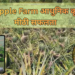 भारत के Pineapple Farm में आधुनिक खेती तकनीक से उगते स्वस्थ अनानास पौधे और तैयार फल
