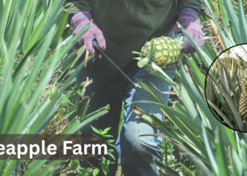 pineapple-farm