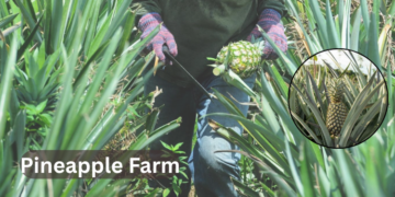 pineapple-farm