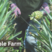 pineapple-farm