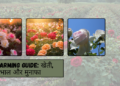 Rose Farming