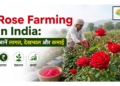 Rose Farming