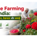 Rose Farming