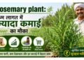 rosemary plant