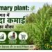 rosemary plant