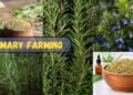 rosemary plant