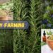 rosemary plant