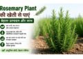 rosemary plant