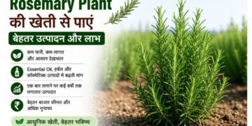 rosemary plant