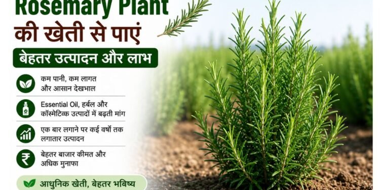 rosemary plant