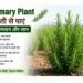 rosemary plant