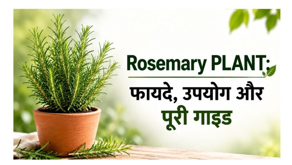 Rosemary Plant