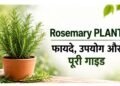 rosemary plant