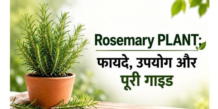 rosemary plant