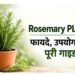 rosemary plant