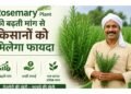 Rosemary Plant की बढ़ती मांग से किसानों को मिलेगा फायदा