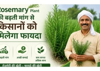 Rosemary Plant की बढ़ती मांग से किसानों को मिलेगा फायदा