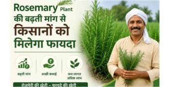 Rosemary Plant की बढ़ती मांग से किसानों को मिलेगा फायदा