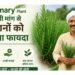 Rosemary Plant की बढ़ती मांग से किसानों को मिलेगा फायदा