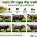 भारत की प्रमुख भैंस नस्लें: डेयरी विकास और ग्रामीण अर्थव्यवस्था की मजबूत आधारशिला
