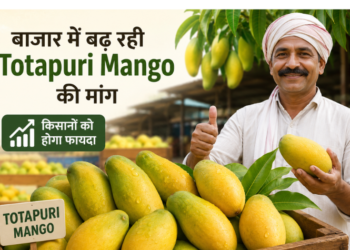 totapuri mango