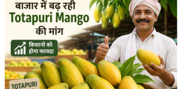 totapuri mango