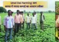 #urad dal farming
