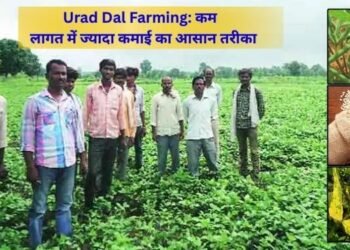 #urad dal farming