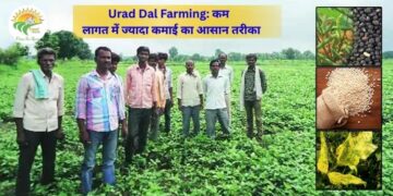 #urad dal farming