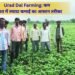 urad dal farming