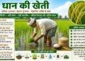 धान की खेती