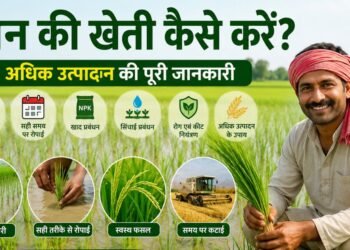 धान की खेती