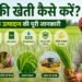धान की खेती