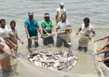 मत्स्य क्षेत्र के विकास में महत्वपूर्ण भूमिका