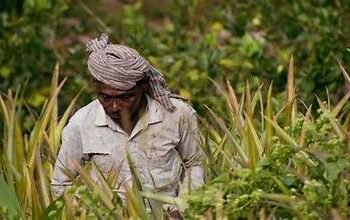 किसानों को मिलेगा प्रत्यक्ष आर्थिक प्रोत्साहन