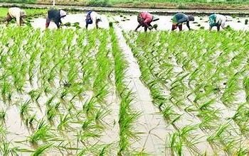 खरीफ बुवाई 2026: 17 जुलाई तक 658.19 लाख हेक्टेयर में बुवाई, पिछले वर्ष से 42.28 लाख हेक्टेयर कम क्षेत्र कवर