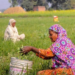 Agricultural Risk Mitigation Scheme