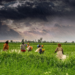 Agricultural Weather Advisory