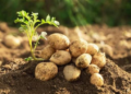 Baby Potato Variety