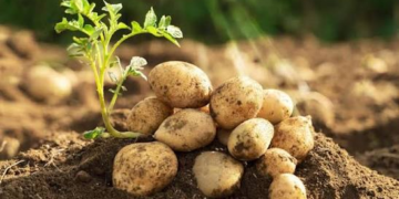 Baby Potato Variety