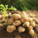 Baby Potato Variety