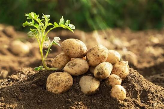 Baby Potato Variety