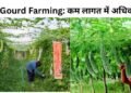 Bitter Gourd Farming