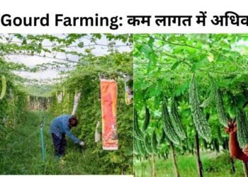 Bitter Gourd Farming