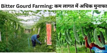 Bitter Gourd Farming