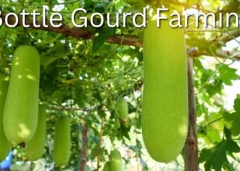 Bottle Gourd Farming