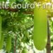 Bottle Gourd Farming
